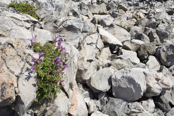 Tenacious plants — Stock Photo, Image