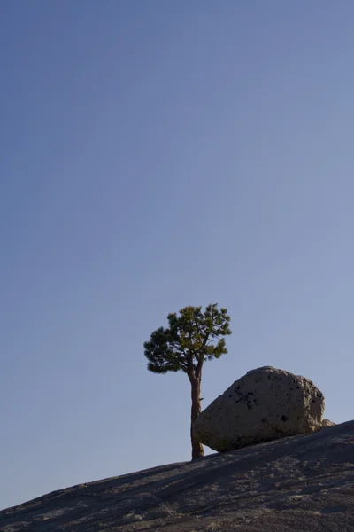 Fels und Baum — Stockfoto