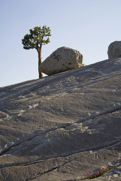 Roca y árbol — Foto de Stock
