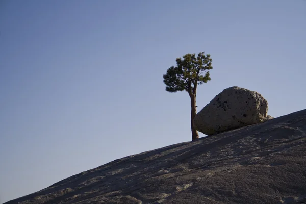 Fels und Baum — Stockfoto