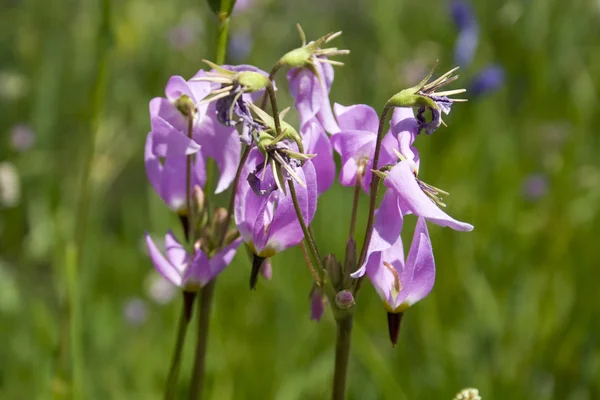 Vildblomman — Stockfoto