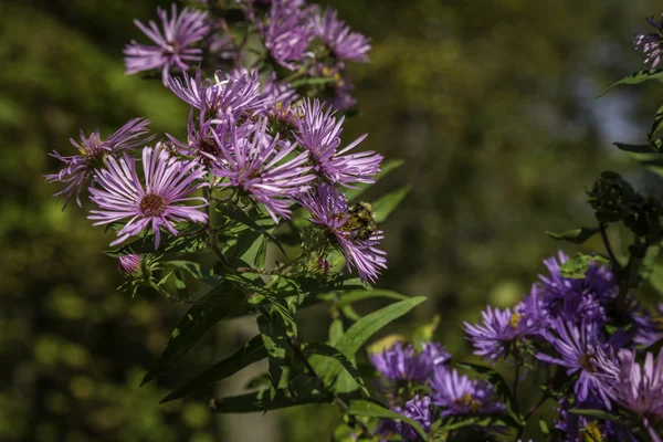 Asters e abelhas — Fotografia de Stock