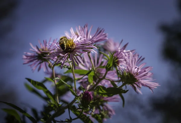 Astry i pszczoła — Zdjęcie stockowe