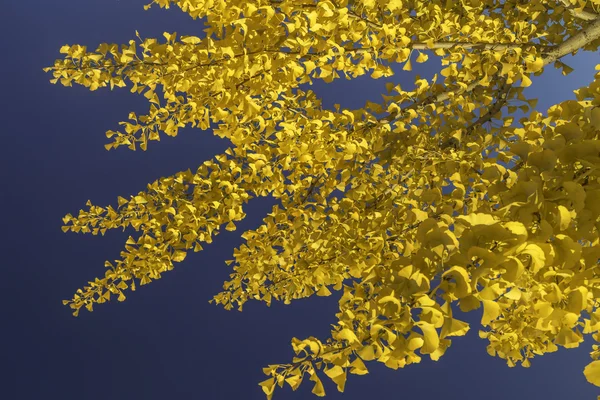 Goldene Ginko-Blätter — Stockfoto
