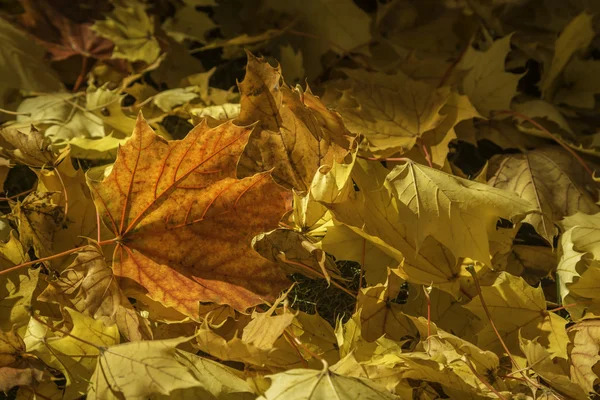 Fall Leaves — Stock Photo, Image