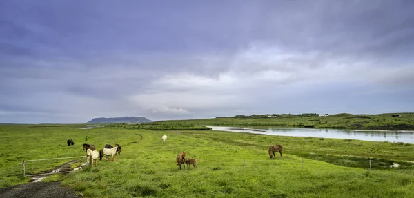 Caballos pastando — Foto de Stock