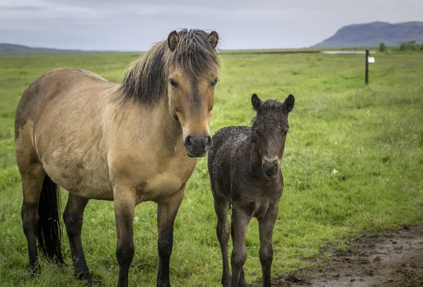 Mare e puledro — Foto Stock