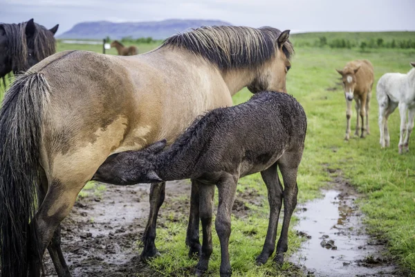 Kobyla a hříbě — Stock fotografie