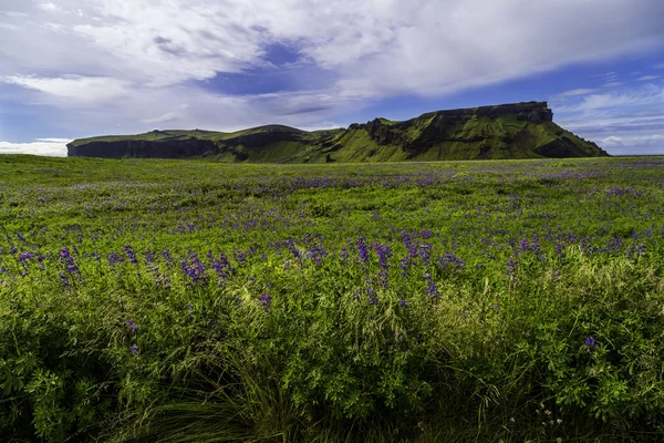 Lupine e Montanha — Fotografia de Stock