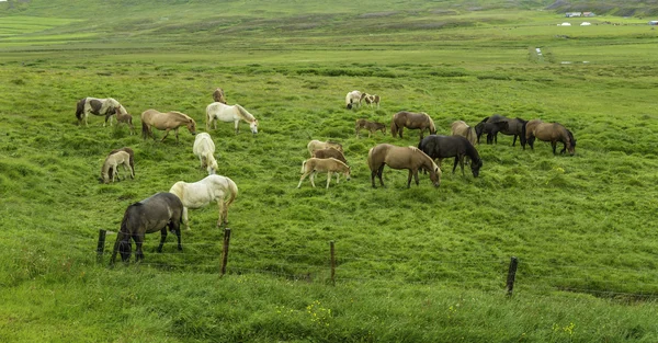 Cavalos islandeses — Fotografia de Stock