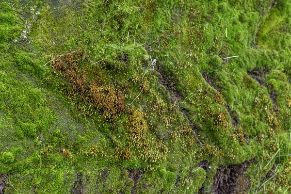 Moss のパターン — ストック写真