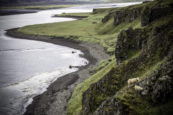 Grazing Sheep — Stock Photo, Image