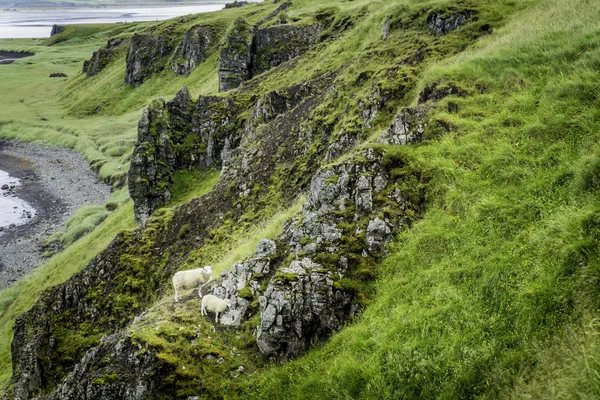 Grazing Sheep — Stock Photo, Image