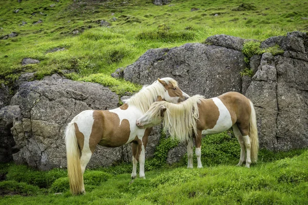 Cavalo islandês — Fotografia de Stock