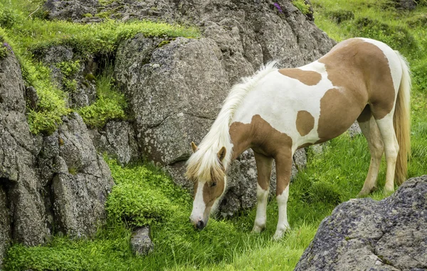 Cavalo islandês — Fotografia de Stock