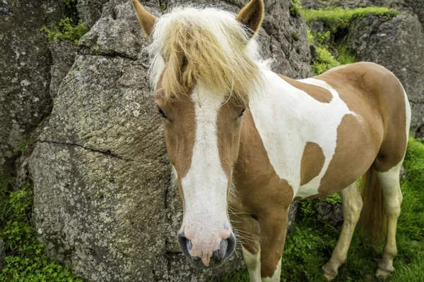 Cavalo islandês — Fotografia de Stock