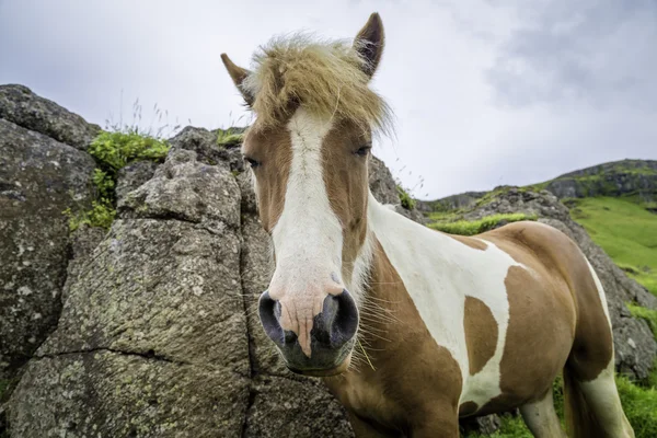 Cavalo islandês — Fotografia de Stock