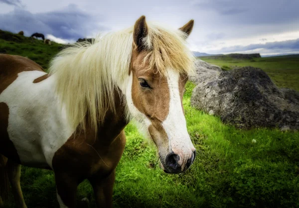 Cavallo islandese — Foto Stock