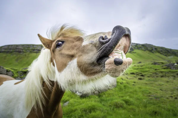 アイスランドの馬 — ストック写真