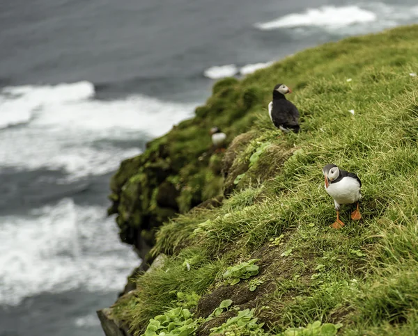 Atlantische papegaaiduiker — Stockfoto