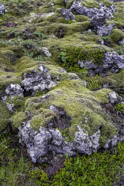 Moss — Stock Photo, Image