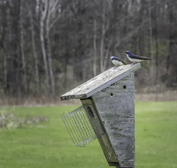 Schwalben auf einem Vogelhaus — Stockfoto