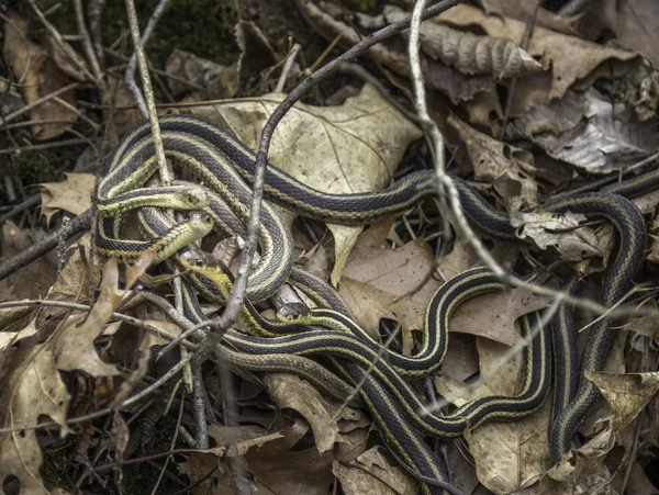 Garter Snakes — Stock Photo, Image