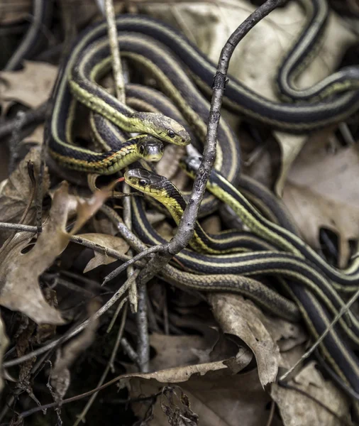 Garter Snakes — Stockfoto