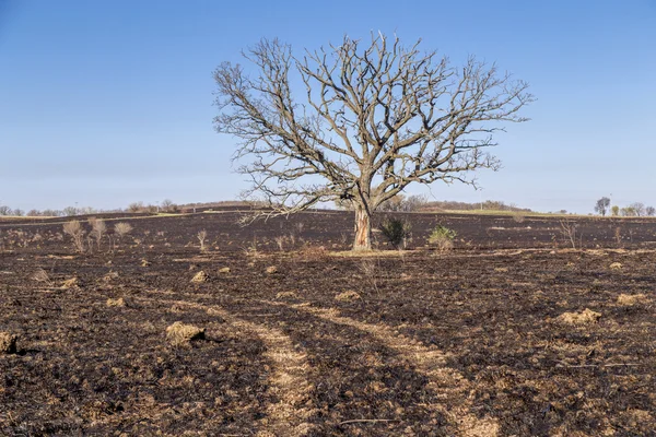 Eikenboom — Stockfoto