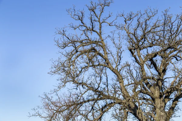 Eiken takken — Stockfoto