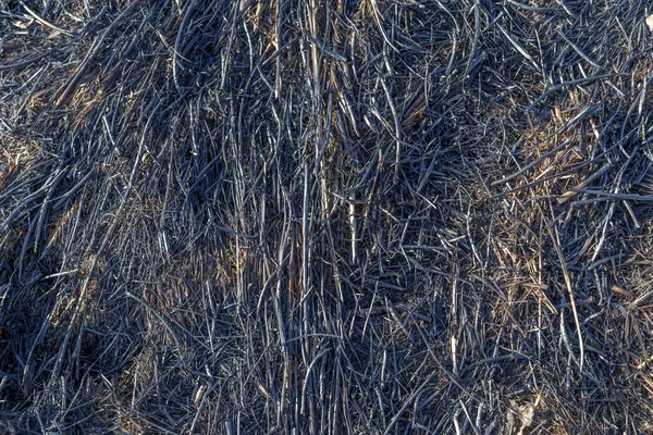 Brunet gressmark – stockfoto