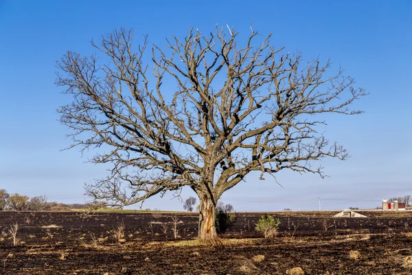 Dubový strom — Stock fotografie