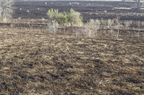 Bruned Grassland — Stock Photo, Image