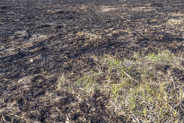 Bruned Grassland — Stock Photo, Image