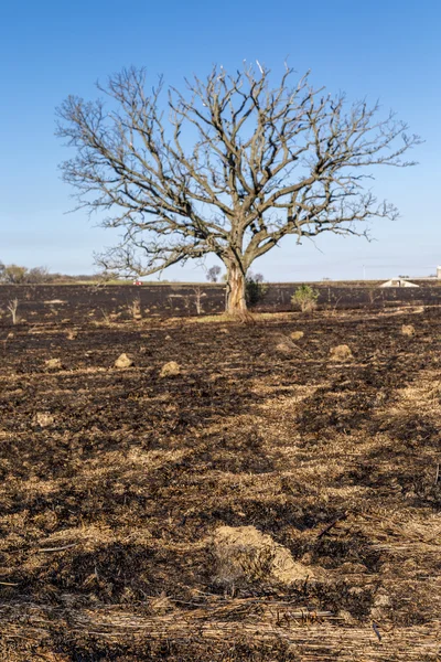 Eikenboom — Stockfoto