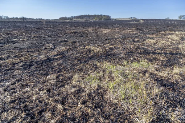 Bruned Grassland — Stock Photo, Image