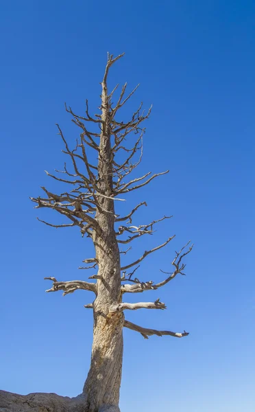 Bare Pine Tree — Stock Photo, Image