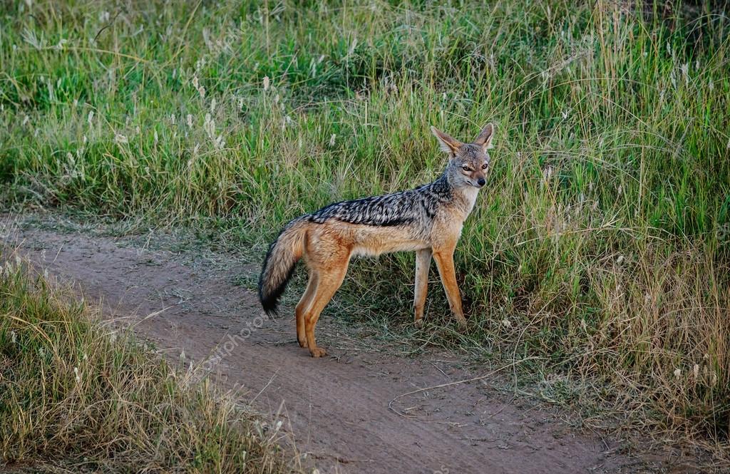 Get Black Backed Jackal In Masai Mara Grand Reserve Kenya Stock Desktop Wallpaper Get Wallpaper Black Backed Jackal In Masai Mara Grand Reserve Kenya Stock Free HD
