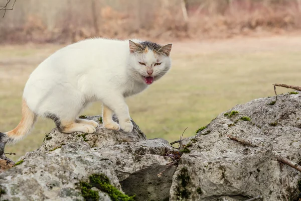 White domestic cat is standing on the rocks in the woods scared