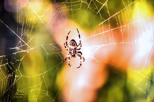 Spider on the web in Montenegro