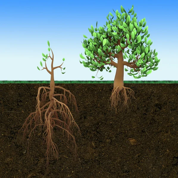 Konzeptionelle Illustration. großer Baum mit kleinen Wurzeln und kleiner Baum mit großen Wurzeln — Stockfoto