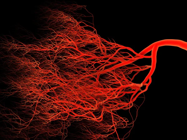 Sistema nervoso ou sanguíneo. Ilustração médica — Fotografia de Stock