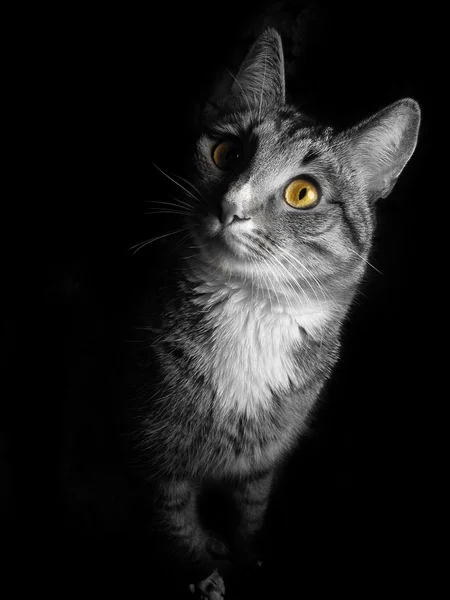 Katze auf schwarzem Hintergrund — Stockfoto