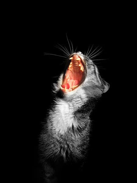 Cat with mouth wide open on black background — Stock Photo, Image