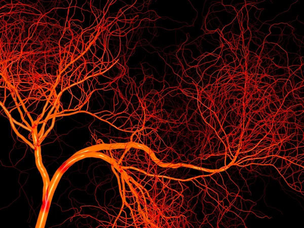 Systému nervového nebo krve. Medicínské ilustrace Stock Fotografie
