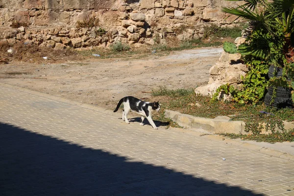 Chat Noir Blanc Promène Tranquillement Long Route Une Des Rues — Photo