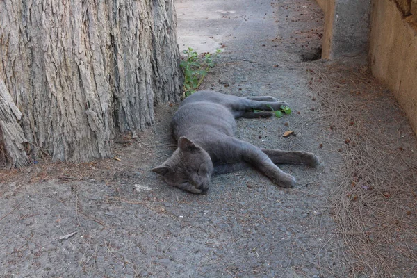Šedá Kočka Leží Pod Šedým Stromem Šedé Zemi Ulici Nikósii — Stock fotografie