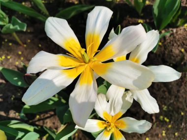 Sarı merkezli, papatya gibi beyaz bir lale. Üst Manzara. St. Petersburg 'daki Elagin Adası' ndaki lale festivali..