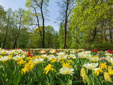 Güneşli bir bahar gününde, ağaçların ve mavi gökyüzünün arka planında renkli lalelerle büyük bir sarmal çiçek tarhı. St. Petersburg 'daki Elagin Adası' ndaki lale festivali..