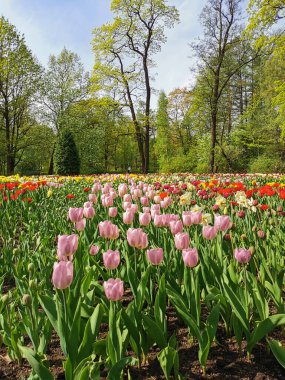 Güneşli bir bahar gününde, ağaçların ve mavi gökyüzünün arka planında renkli laleleri olan büyük bir çiçek tarhı. St. Petersburg 'daki Elagin Adası' ndaki lale festivali..
